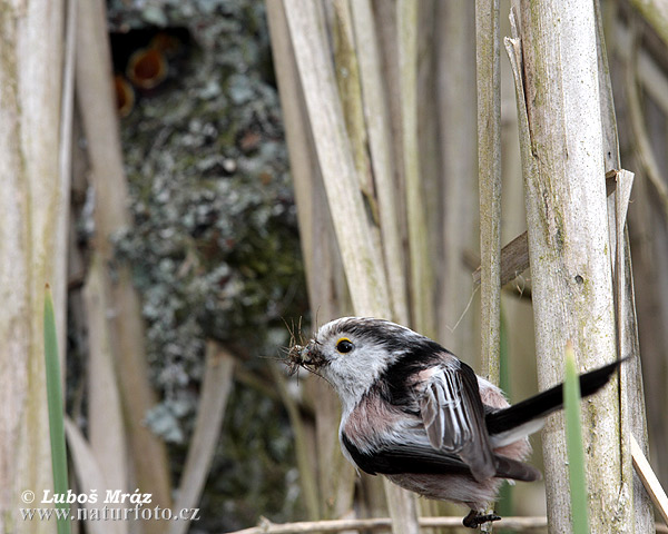 Aegithalos caudatus