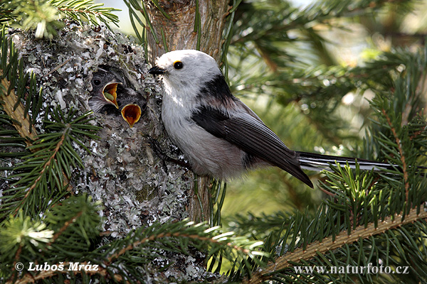 Aegithalos caudatus