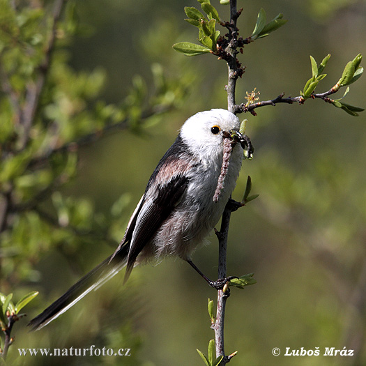 Aegithalos caudatus