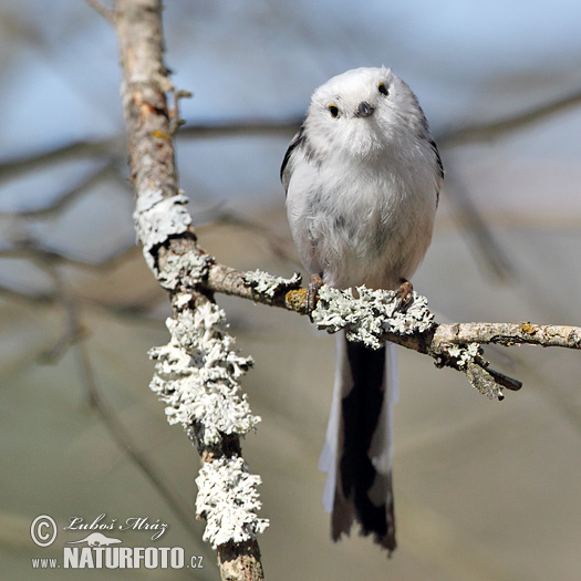 Aegithalos caudatus