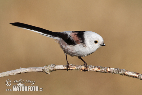 Aegithalos caudatus