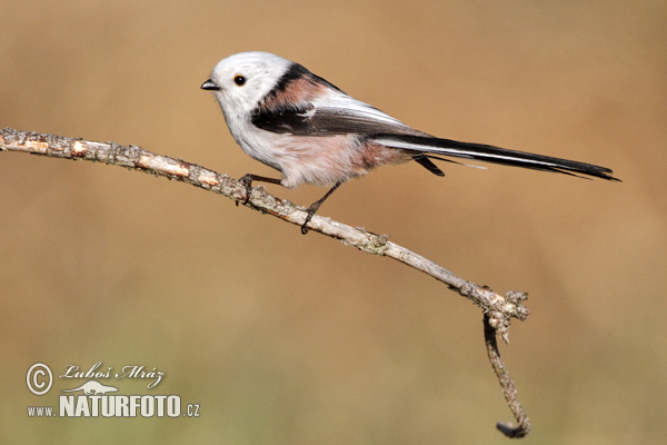 Aegithalos caudatus