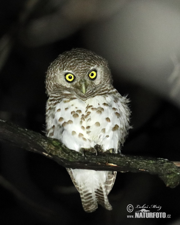 African Barred Owlet (Glaucidium capense)