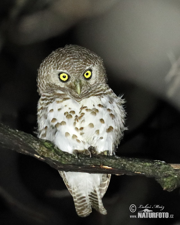 African Barred Owlet (Glaucidium capense)