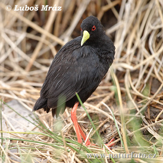 African Black Crake (Amaurornis flavirostris)