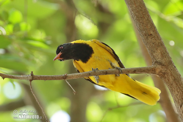 African Black-headed Oriole (Oriolus larvatus)