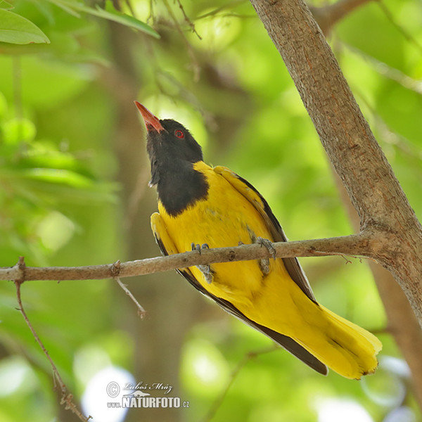 African Black-headed Oriole (Oriolus larvatus)