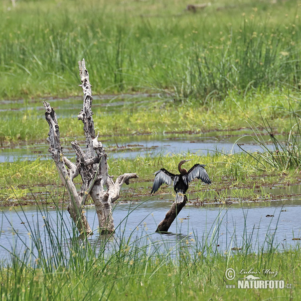 African Darter (Anhinga rufa)