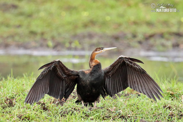 African Darter (Anhinga rufa)