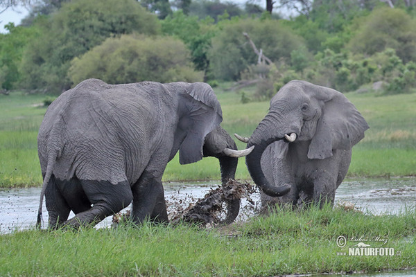 African Elephant (Loxodonta africana)