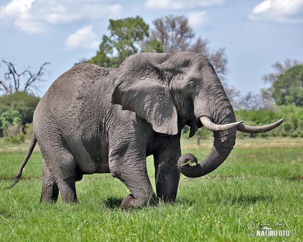 African Elephant (Loxodonta africana)