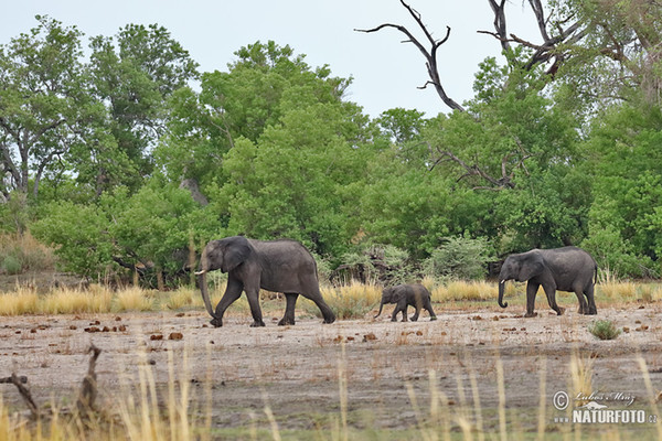 African Elephant (Loxodonta africana)