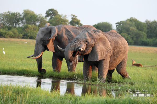 African Elephant (Loxodonta africana)