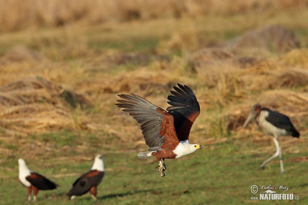 African Fish-Eagle (Haliaeetus vocifer)