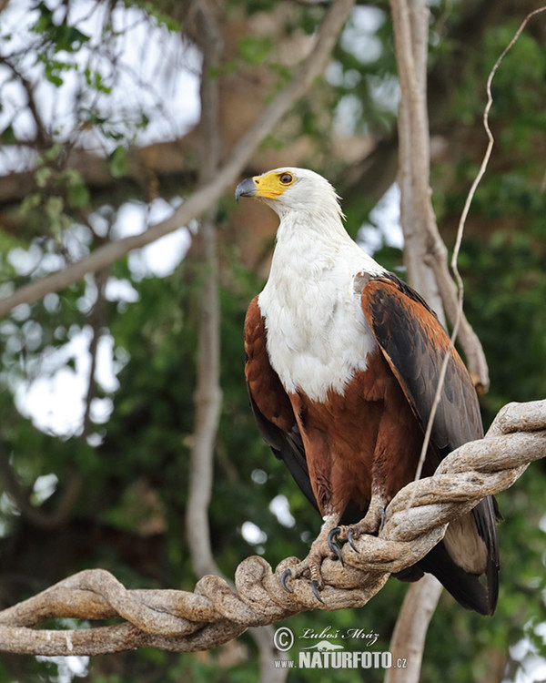 African Fish-Eagle (Haliaeetus vocifer)