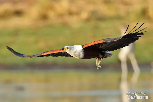 African Fish-Eagle (Haliaeetus vocifer)