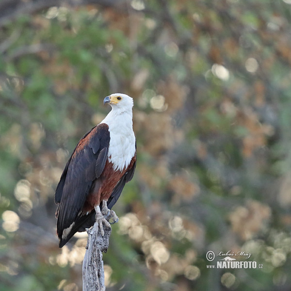 African Fish-Eagle (Haliaeetus vocifer)