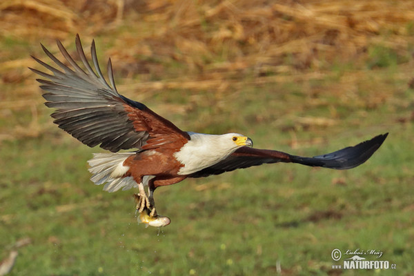 African Fish-Eagle (Haliaeetus vocifer)