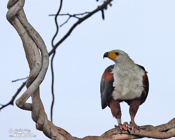 African Fish-Eagle (Haliaeetus vocifer)