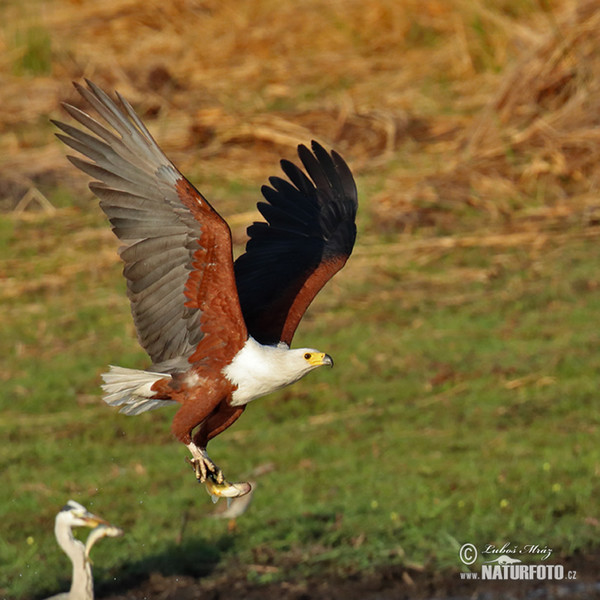 African Fish-Eagle (Haliaeetus vocifer)