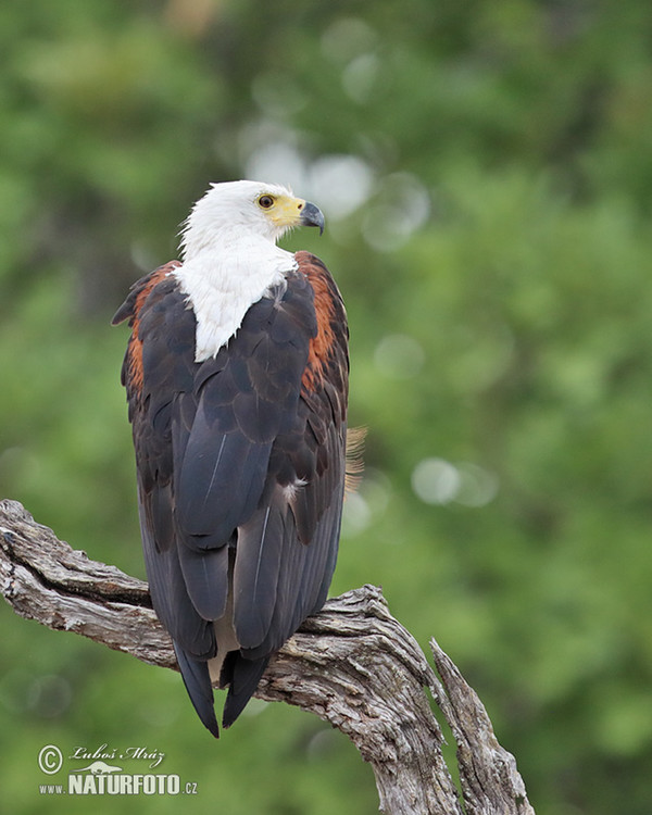 African Fish-Eagle (Haliaeetus vocifer)