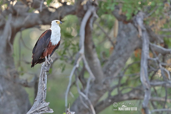 African Fish-Eagle (Haliaeetus vocifer)