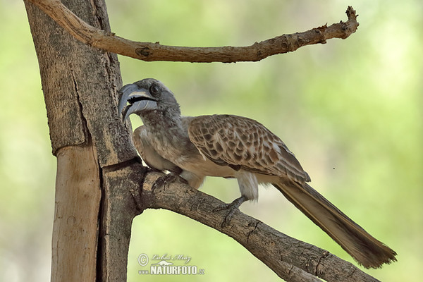 African Grey Hornbill (Tockus nasatus)