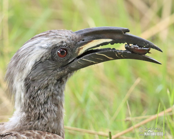 African Grey Hornbill (Tockus nasatus)