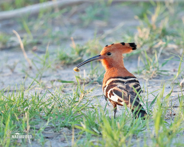 African Hoopoe (Upupa africana)