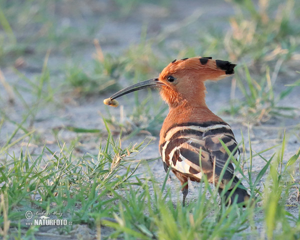 African Hoopoe (Upupa africana)