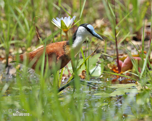 African Jacana (Actophilornis africanus)