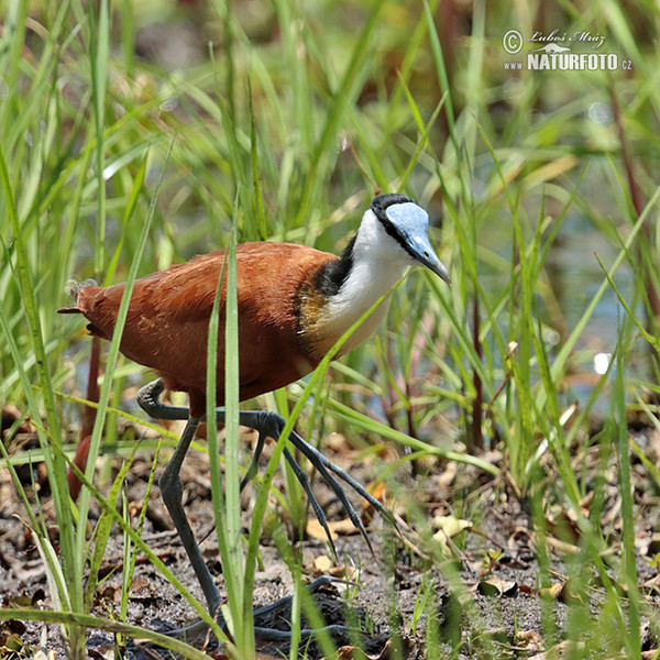 African Jacana (Actophilornis africanus)