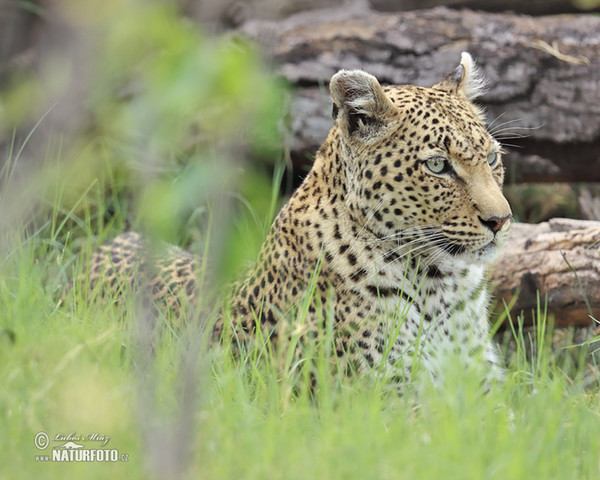 African leopard (Panthera pardus)