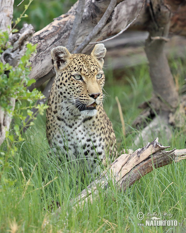 African leopard (Panthera pardus)