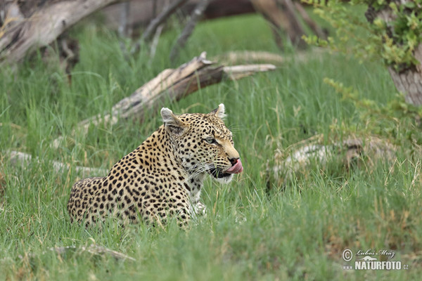 African leopard (Panthera pardus)