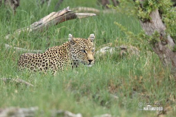 African leopard (Panthera pardus)