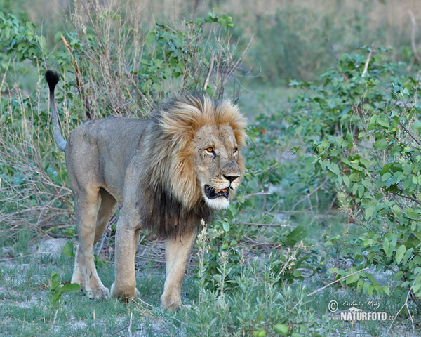 African Lion (Panthera leo)