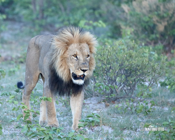 African Lion (Panthera leo)