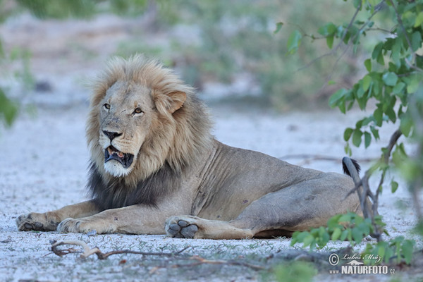 African Lion (Panthera leo)