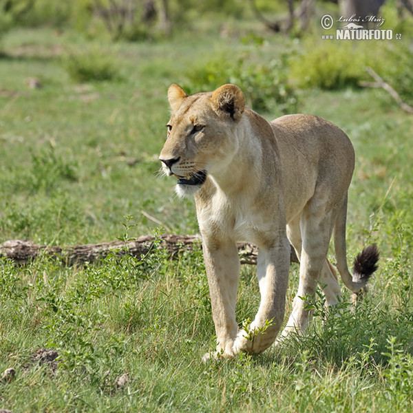 African Lion (Panthera leo)