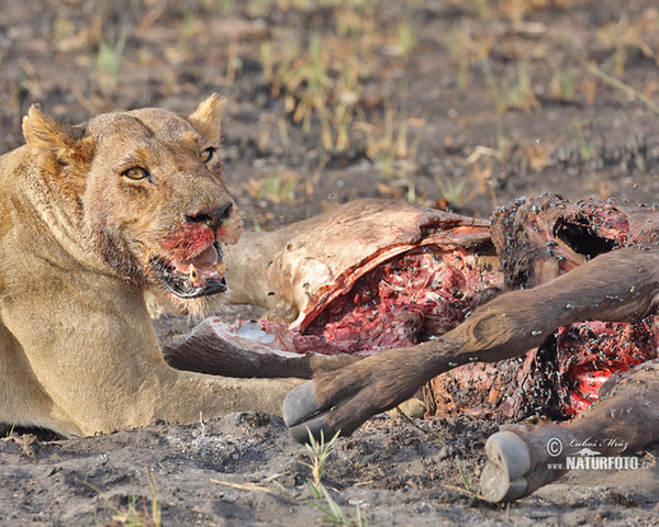 African Lion (Panthera leo)