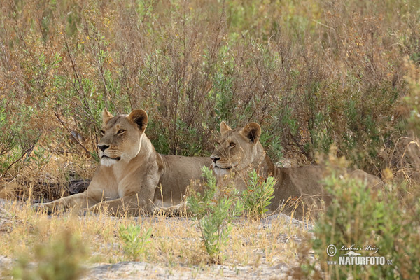 African Lion (Panthera leo)