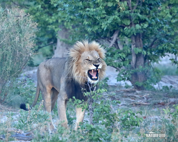 African Lion (Panthera leo)