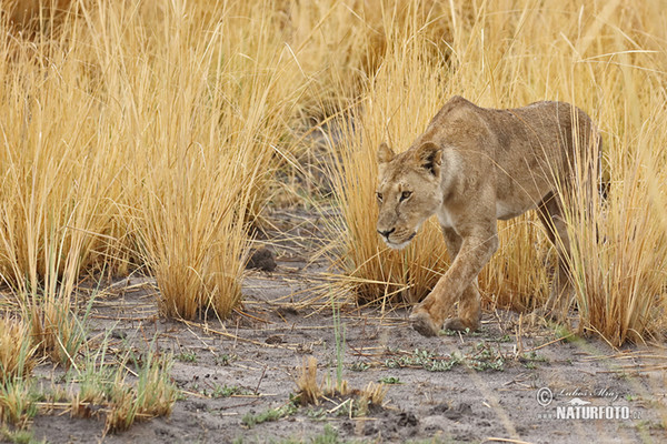 African Lion (Panthera leo)