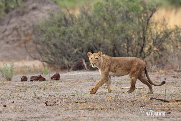 African Lion (Panthera leo)