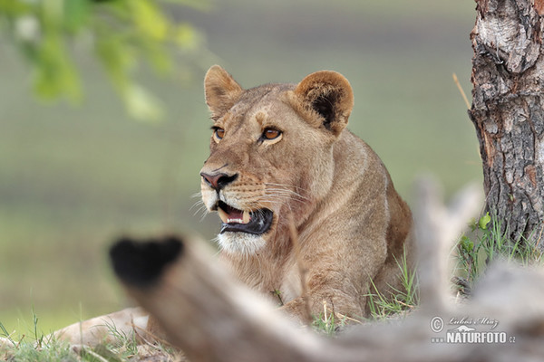 African Lion (Panthera leo)