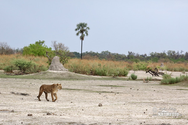 African Lion (Panthera leo)