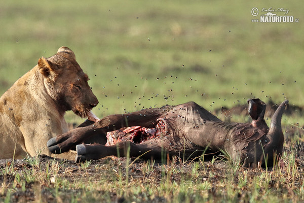 African Lion (Panthera leo)