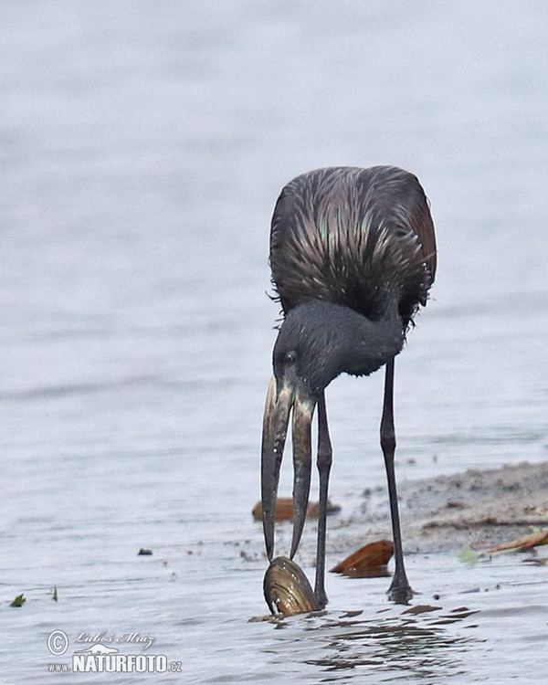 African Openbill (Anastomus lamelligerus)