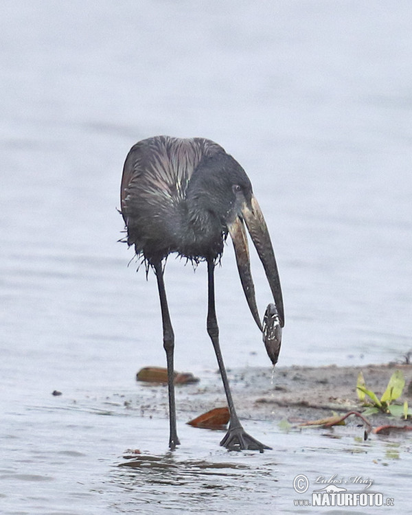 African Openbill (Anastomus lamelligerus)